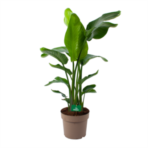 Strelitzia Nicolai - Paradijsvogelpant - p30 h130 - Groene kamerplanten - biezen voor